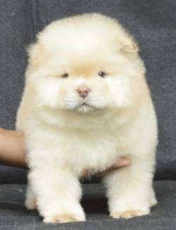 DogsIndia.com - Chow Chow - Gururaj