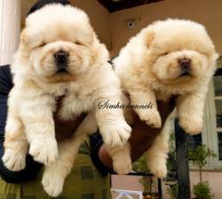 DogsIndia.com - Chow Chow - Simha Kennels - Kiran Kumar