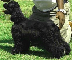 DogsIndia.com - American Cocker Spaniel - Mrinmoy Datta