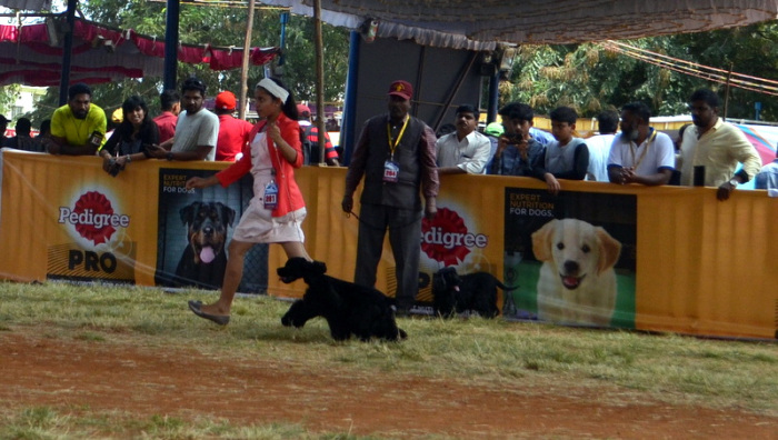DogsIndia.com - American Cocker Spaniel - Mrinmoy Datta