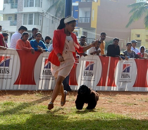 DogsIndia.com - American Cocker Spaniel - Mrinmoy Datta