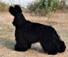 DogsIndia.com - American Cocker Spaniel - Mrinmoy Datta