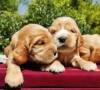 DogsIndia.com - English Cocker Spaniel - Aldrin Gonsalez