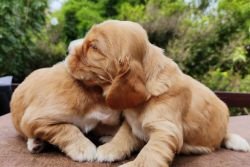 DogsIndia.com - English Cocker Spaniel - Aldrin Gonsalez