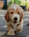 DogsIndia.com - English Cocker Spaniel - Aldrin Gonsalez