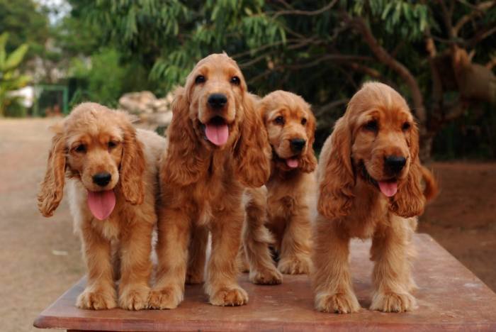 DogsIndia.com - Cocker Spaniel - English - Casagold Kennel - Cherian