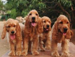 DogsIndia.com - Cocker Spaniel - English - Casagold Kennel - Cherian