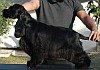 DogsIndia.com - Cocker Spaniel - English - Casagold Kennel - Cherian