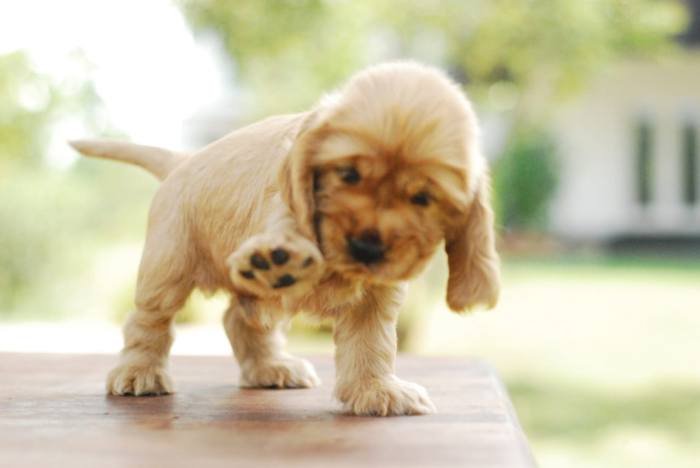 DogsIndia.com - Cocker Spaniel - English - Casagold Kennel - Cherian