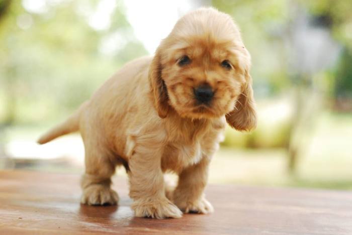 DogsIndia.com - Cocker Spaniel - English - Casagold Kennel - Cherian