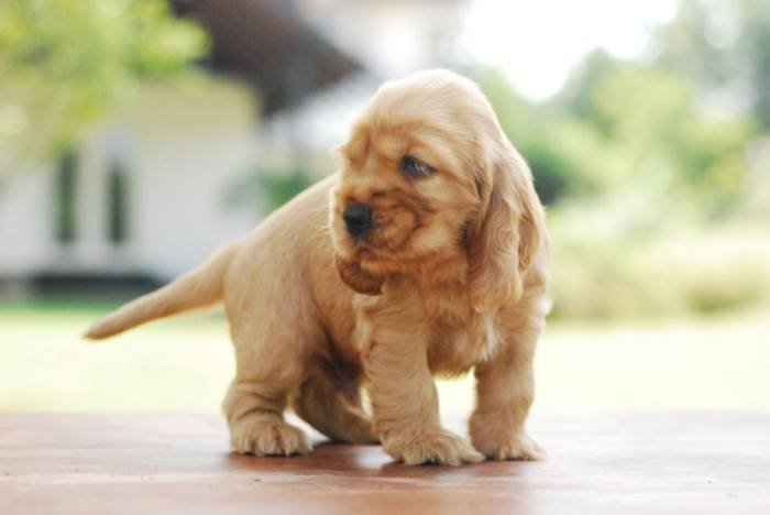 DogsIndia.com - Cocker Spaniel - English - Casagold Kennel - Cherian