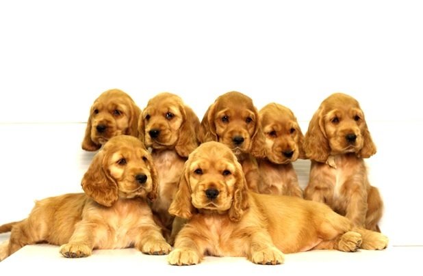 DogsIndia.com - Cocker Spaniel - English - Casagold Kennel - Cherian