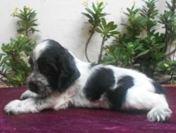 DogsIndia.com - English Cocker Spaniel - Goldflakes Kennel