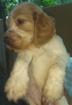 DogsIndia.com - English Cocker Spaniel - Goldflakes Kennel