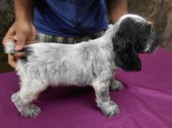 DogsIndia.com - English Cocker Spaniel - Goldflakes Kennel