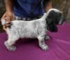 DogsIndia.com - English Cocker Spaniel - Goldflakes Kennel