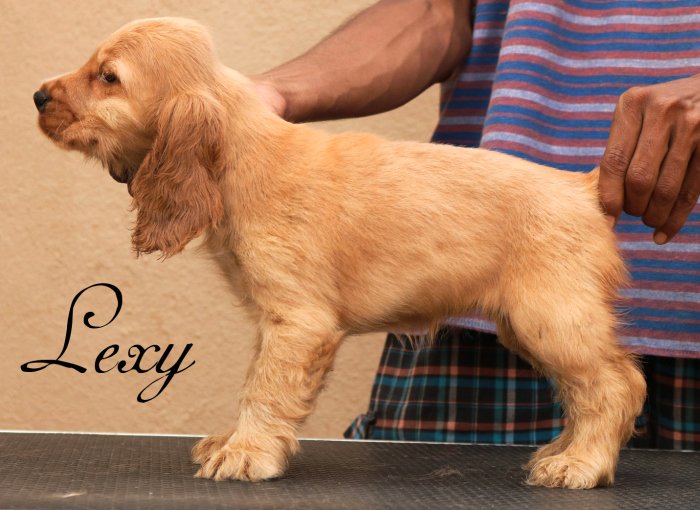 DogsIndia.com - English Cocker Spaniel - Rabrika Cockers