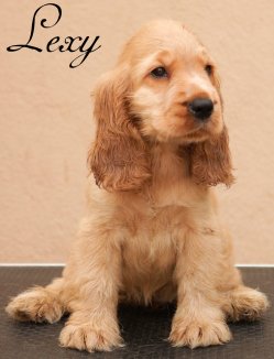 DogsIndia.com - English Cocker Spaniel - Rabrika Cockers