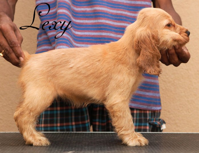 DogsIndia.com - English Cocker Spaniel - Rabrika Cockers