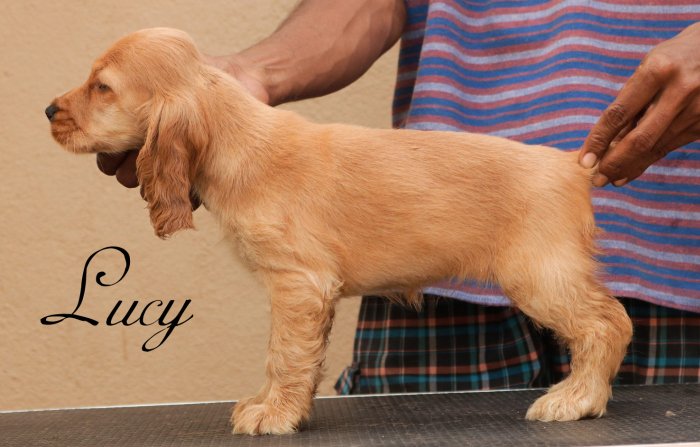 DogsIndia.com - English Cocker Spaniel - Rabrika Cockers