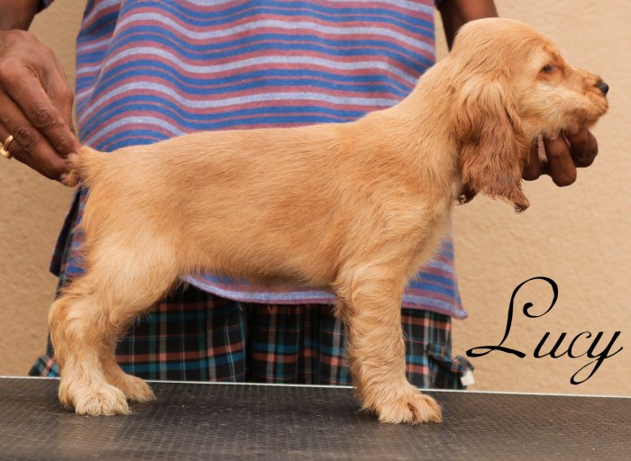 DogsIndia.com - English Cocker Spaniel - Rabrika Cockers