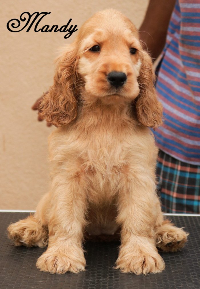 DogsIndia.com - English Cocker Spaniel - Rabrika Cockers