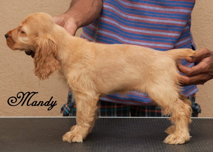 DogsIndia.com - English Cocker Spaniel - Rabrika Cockers