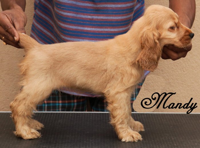 DogsIndia.com - English Cocker Spaniel - Rabrika Cockers