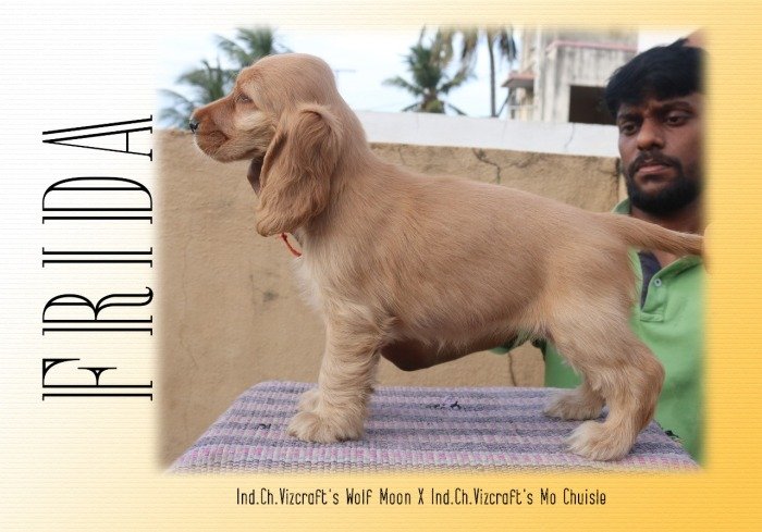 DogsIndia.com - English Cocker Spaniel - Vizcraft - Jaisimha