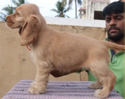 DogsIndia.com - English Cocker Spaniel - Vizcraft - Jaisimha