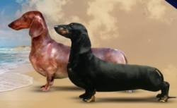 DogsIndia.com - Dachshund Standard Smooth - Manoj Richard, Bethany Kennels