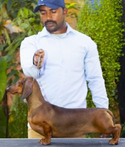 DogsIndia.com - Dachshund - Padma Kumar