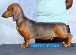 DogsIndia.com - Dachshund - Padma Kumar