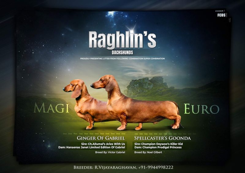 DogsIndia.com - Dachshund - Raghlin's Dachshunds