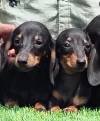 DogsIndia.com - Dachshund Standard Smooth - Raghu