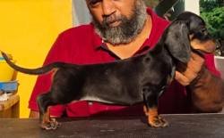 DogsIndia.com - Dachshund - Raghu
