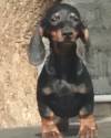 DogsIndia.com - Dachshund Standard Smooth - Raghu