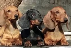 DogsIndia.com - Dachshund Standard Smooth - Raghu