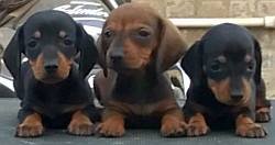 DogsIndia.com - Dachshund Standard Smooth - Raghu