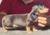 DogsIndia.com - Dachshund - Raghu