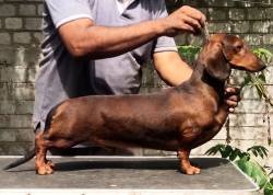 DogsIndia.com - Dachshund - Raghu