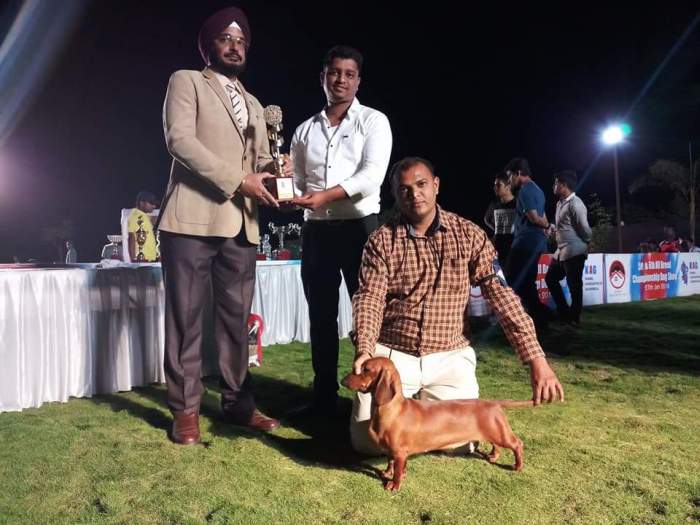 DogsIndia.com - Dachshund Standard Smooth - Siddhesh Salunke