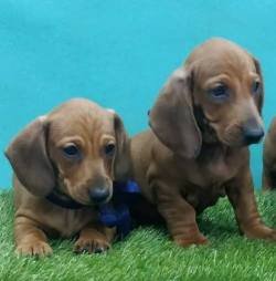 DogsIndia.com - Dachshund Standard Smooth - Siddhesh Salunke