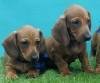 DogsIndia.com - Dachshund Standard Smooth - Siddhesh Salunke