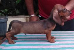 DogsIndia.com - Dachshund Standard Smooth - Toyboy