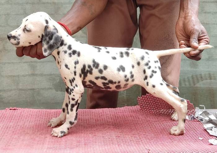DogsIndia.com - Dalmatian - Attilas Kennel