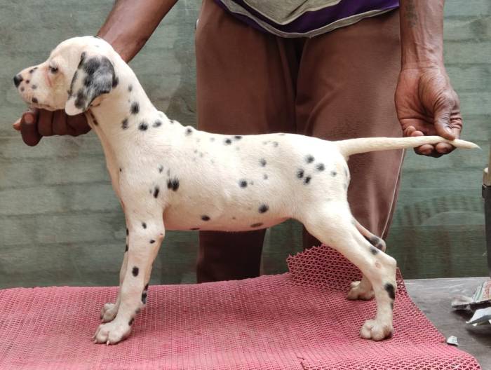 DogsIndia.com - Dalmatian - Attilas Kennel
