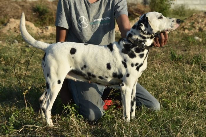 DogsIndia.com - Dalmation - Hayesberg - Nihal