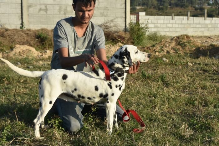 DogsIndia.com - Dalmation - Hayesberg - Nihal