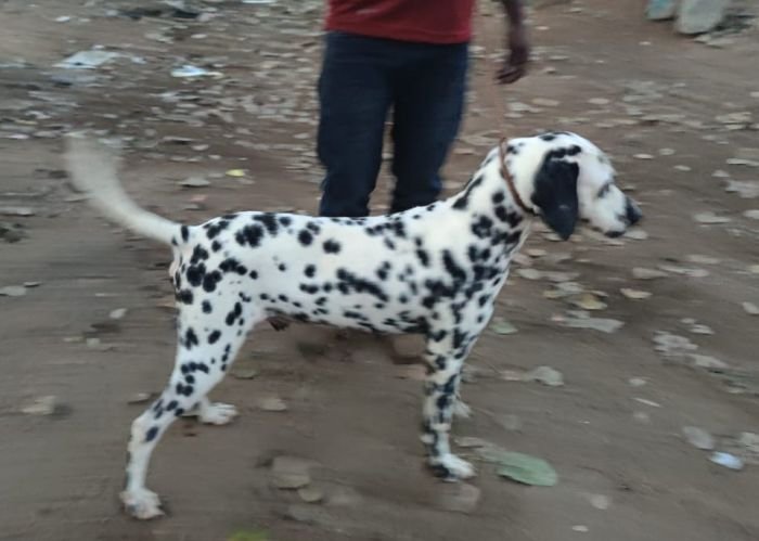 DogsIndia.com - Dalmation - Hayesberg - Nihal